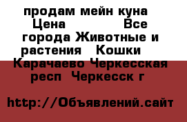 продам мейн куна › Цена ­ 15 000 - Все города Животные и растения » Кошки   . Карачаево-Черкесская респ.,Черкесск г.
